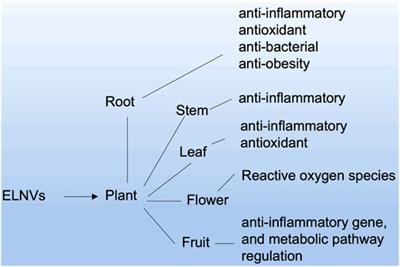 Extracellular vesicles and exosome-like nanovesicles as pioneering oral drug delivery systems